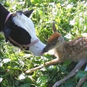 Meet your Posher, Iris